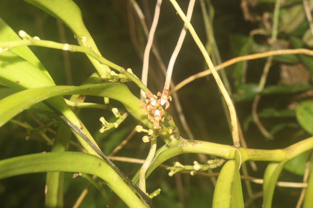 Acampe ochracea (Lindl.) Hochr.